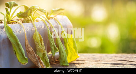 Recyclage plastique concept : plante morte ou de légumes en bouteille en plastique sur la table en bois avec le soleil de matin temps Banque D'Images