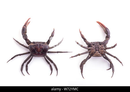 Ensemble de plusieurs crabe noir isolé sur fond blanc Banque D'Images