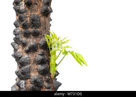 Close up thorn de soie Floss Tree isolé sur fond blanc Banque D'Images