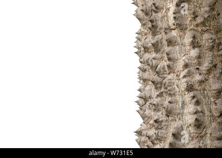 Close up thorn de soie Floss Tree isolé sur fond blanc Banque D'Images