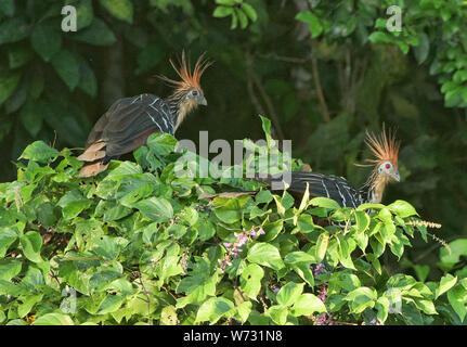 Oiseaux Hoatzin sur le lac Tres Chimbadas, rivière Tambopata, Amazonie péruvienne Banque D'Images