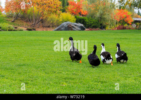 La ferme de l'automne. Grand noir des oies sont marcher sur la pelouse dans le contexte d'arbres jaunes. L'alimentation et l'oie de chasse d'automne. Banque D'Images