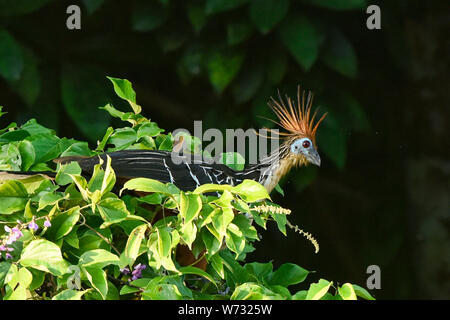 Oiseau Hoatzin sur le lac Tres Chimbadas, rivière Tambopata, Amazonie péruvienne Banque D'Images