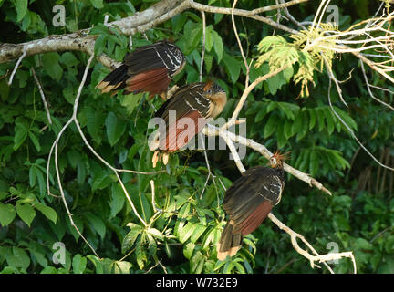 Oiseaux Hoatzin sur le lac Tres Chimbadas, rivière Tambopata, Amazonie péruvienne Banque D'Images