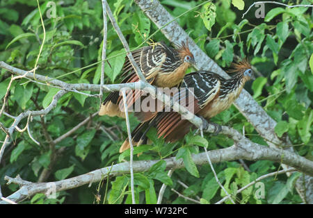 Oiseaux Hoatzin sur le lac Tres Chimbadas, rivière Tambopata, Amazonie péruvienne Banque D'Images