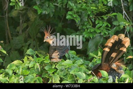 Oiseaux Hoatzin sur le lac Tres Chimbadas, rivière Tambopata, Amazonie péruvienne Banque D'Images