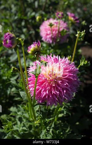 Dahlia 'Pinelands Princess' à Swan Island Dahlias à Canby, en Oregon, USA. Banque D'Images