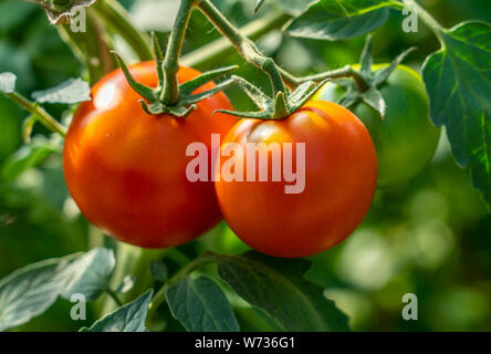 Tomates rouges mûres, close-up, suspendu à une branche d'une tomate Bush Banque D'Images