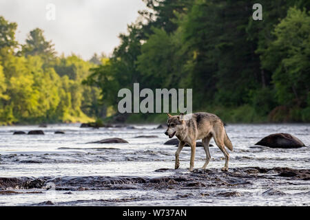 Loup gris de marcher à travers les rochers dans une rivière qui coule Banque D'Images