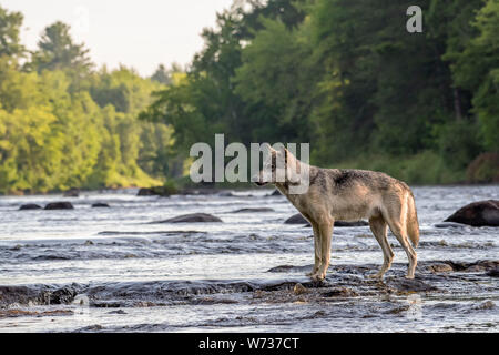 Loup gris de marcher à travers les rochers dans une rivière qui coule Banque D'Images