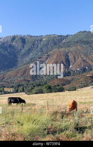 Vaches paissant dans une prairie dans le sud de la Californie Banque D'Images