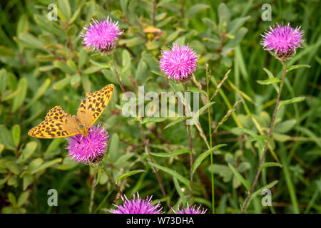 Papillon Fritlalaire jaune brun élevé ou Argynnis adippe se nourrissant de la tête de fleur rose de Thistle de taureau Cirsium vulgare, Irlande Banque D'Images