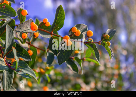 Succursales / filiale de Frangula alnus avec fruits rouges. Banque D'Images