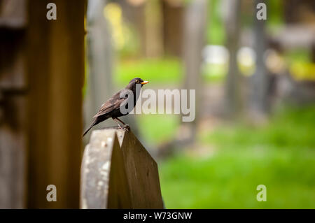 Une image animée d'un blackbird assis sur une pierre tombale. Banque D'Images