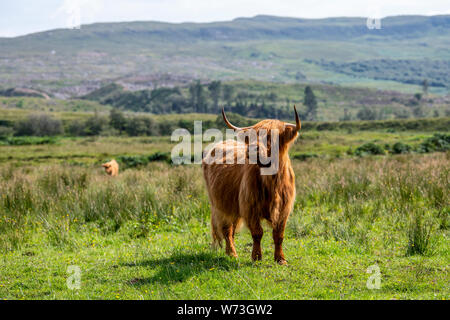 Sur le Highland cattle Fléron péninsule dans le nord-ouest de l'Écosse. Banque D'Images