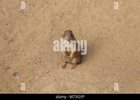 Full body portrait d'un chien de prairie isolé assis sur la saleté vers l'observateur, dans high angle view image. Banque D'Images