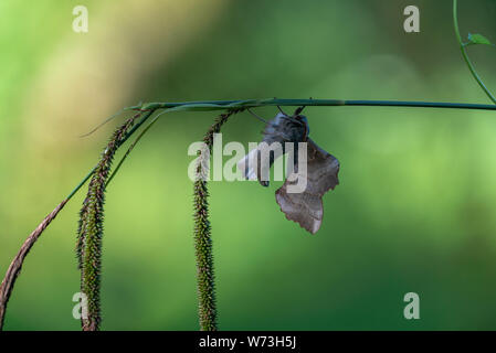 Laothoe populi (peuplier hawk-moth) dans les bois près de Stourhead, Warminster UK Banque D'Images