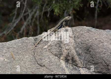 Un plateau adulte Fence Lizard (Sceloporus tristichus) du comté de Mesa, Colorado, États-Unis. Banque D'Images