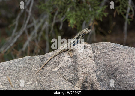 Un plateau adulte Fence Lizard (Sceloporus tristichus) du comté de Mesa, Colorado, États-Unis. Banque D'Images