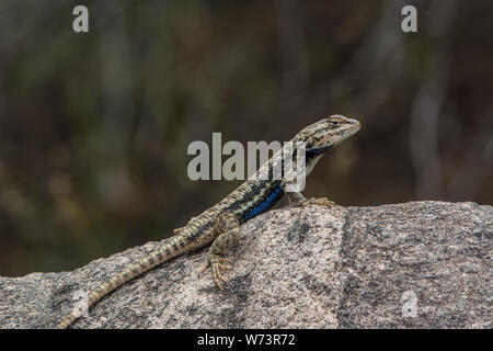 Un plateau adulte Fence Lizard (Sceloporus tristichus) du comté de Mesa, Colorado, États-Unis. Banque D'Images