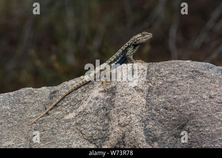 Un plateau adulte Fence Lizard (Sceloporus tristichus) du comté de Mesa, Colorado, États-Unis. Banque D'Images