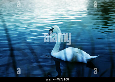 Bel oiseau Cygne blanc photos sur fond d'arbres Banque D'Images