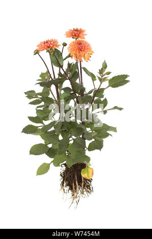 Ensemble de l'amour de ma vie Dahlia sur fond blanc isolé Banque D'Images
