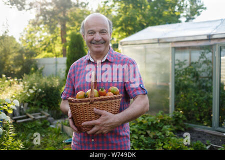 Senior hispanic farmer ramasser les tomates dans un panier Banque D'Images