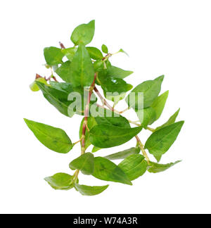 Menthe vietnamienne isolated on white Banque D'Images