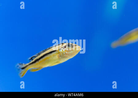 Cichlid Melanochromis auratus auratus golden mbuna isolées de poissons d'aquarium Banque D'Images
