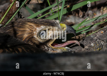 Une jeune Buse à queue rousse (Buteo jamaicensis) du comté de Jefferson, Colorado, USA. Banque D'Images
