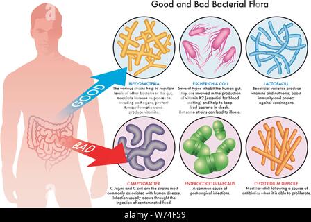 Illustration médicale du bon et le mauvais de la flore Illustration de Vecteur