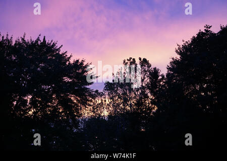 Silhouettes des grands arbres contre un ciel coucher de soleil violet rose avec des nuages. État du Michigan, USA Banque D'Images