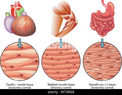 Illustration médicale des différents types de tissu musculaire humaine Illustration de Vecteur