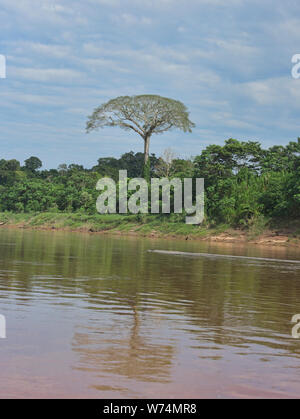 Un géant arbre ceiba (kapok) le long de la rivière Tambopata, Amazonie péruvienne Banque D'Images