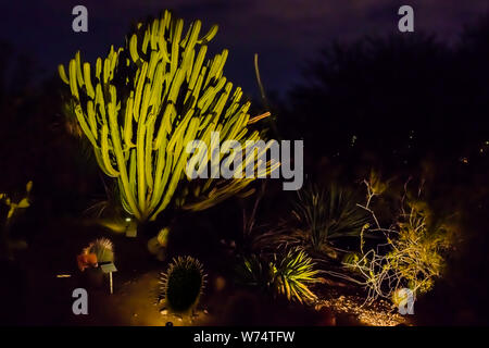 Jardin botanique du désert Cactus lumineux Banque D'Images