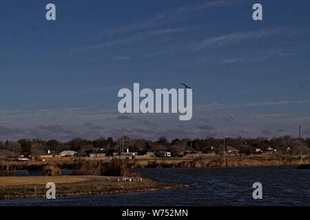 Les Seagull sur, Lindsey Park Public Fishing Lake, Canyon, Texas Banque D'Images