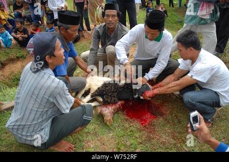 Bogor, Java ouest, Indonésie - Août 2019 : un groupe de bénévoles de l'abattage traditionnellement une sacrifical agneau dans un village sous-développé. Banque D'Images