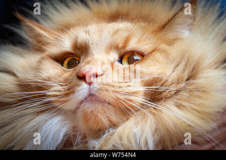 Gingembre intimidant à cat vers le bas dans l'appareil photo avec regard condescendant Banque D'Images