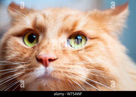 Chat de gingembre avec de beaux yeux verts - extreme closeup portrait Banque D'Images