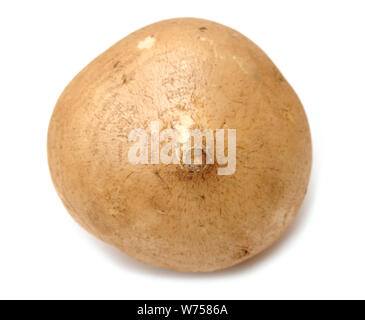 Le Jicama root sur fond blanc Banque D'Images