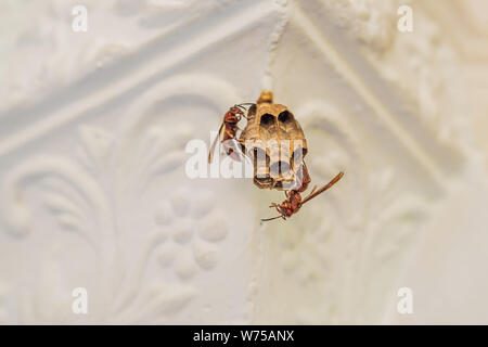 Nid de guêpes guêpes assis sur elle. Polist guêpes. Le nid d'une famille de guêpes qui est pris un close-up Banque D'Images