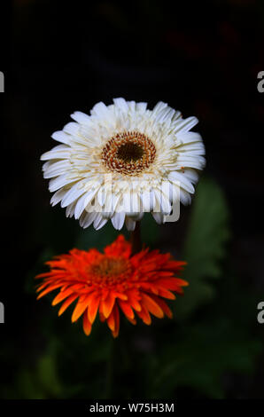 Le chrysanthème fleur qui s'épanouit dans le noir Banque D'Images