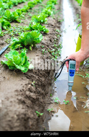 Mesures femme l'eau d'irrigation avec PH-mètre numérique au canal d'arrosage. Les plants de laitue. Banque D'Images