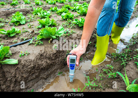 Mesures femme l'eau d'irrigation avec PH-mètre numérique au canal d'arrosage. Les plants de laitue. Banque D'Images