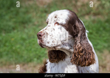 English Springer Spaniel, tête portrait Banque D'Images