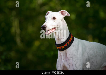 Greyhound blanc, tête portrait Banque D'Images