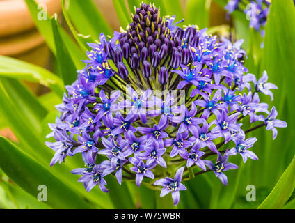 Un plan macro sur la vue de côté d'un portugais squill la floraison. Banque D'Images