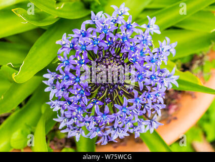 Un plan macro sur la vue de dessus d'un portugais squill la floraison. Banque D'Images