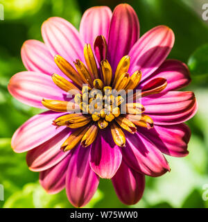 Un plan macro sur un ostéospermum bloom. Banque D'Images